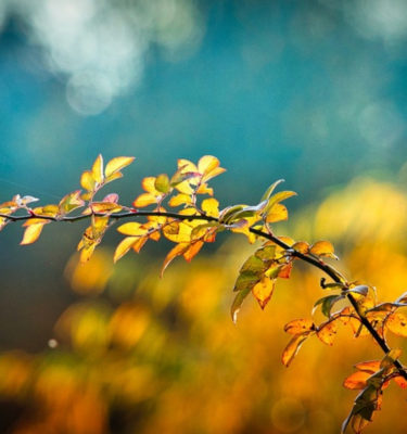 Depth Psychology Workshop: Non-Members